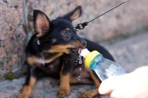 Îngrijire și întreținere a jucăriei Terrier-ul rasa decât hrana pentru animale și catelus adult câine