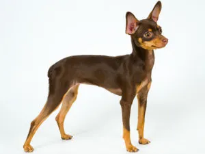Îngrijire și întreținere a jucăriei Terrier-ul rasa decât hrana pentru animale și catelus adult câine