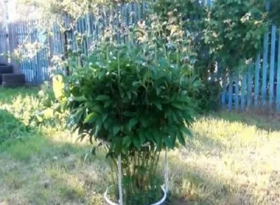 Îngrijire bujori în primăvară, după hrănirea de iarnă (după) Îngrijire bujori în primăvară, după pansament de iarnă