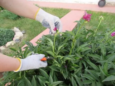 bujori de îngrijire în primăvară după fertilizare de iarnă (bujor) Îngrijire bujori în primăvară, după pansament de iarnă