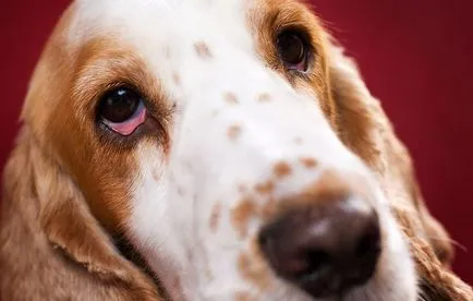 Ochii câinelui supurează modul de a trata blog veterinarii - belanta (câini) Ochii câinelui supurează modul de a trata blog veterinarii - belanta
