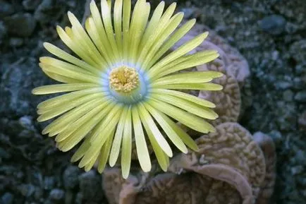 Lithops condițiile în creștere în casa de semințe, grădinărit mondială
