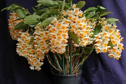 Îngrijire drendrobiumom la domiciliu - să aibă grijă de Dendrobium corect (de îngrijire) Îngrijire drendrobiumom la domiciliu - să ia în mod corect grija de Dendrobium