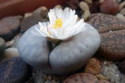 Lithops condițiile în creștere în casa de semințe, grădinărit mondială