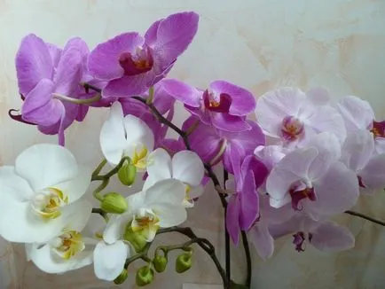Îngrijire drendrobiumom la domiciliu - să ia în mod corect grija de Dendrobium (Dendrobium) Îngrijire drendrobiumom la domiciliu - să ia în mod corect grija de Dendrobium