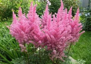 Aflați cum să crească din semințe de Astilbe elegant! (Astilbe semințelor) Aflați cum să crească din semințe de Astilbe elegant!
