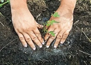 Aflați cum să crească din semințe de Astilbe elegant! (Astilbe) Aflați cum să crească din semințe de Astilbe elegant!
