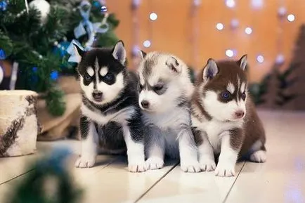 Opțiuni și sfaturi cu privire la modul de a alege un nume pentru catei băieți și fete husky (Husky) Opțiuni și sfaturi cu privire la modul de a alege un nume pentru catei husky băieți și fete