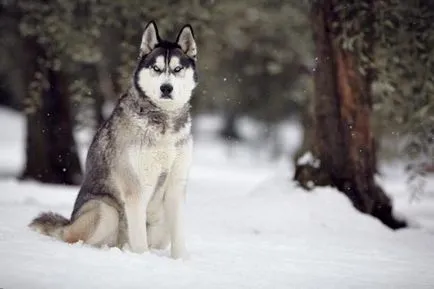 Opțiuni și sfaturi cu privire la modul de a alege un nume pentru catei husky băieți și fete (poreclele) Opțiuni și sfaturi cu privire la modul de a alege un nume pentru catei husky băieți și fete