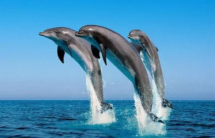 tipuri de delfini