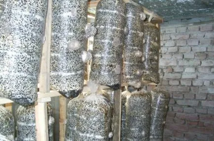 cultivarea Oyster în casă - secretele tehnologiei