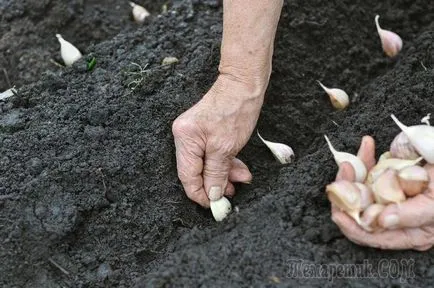 usturoi de plantare de primăvară cu privire la toate regulile (de usturoi) usturoi de plantare de primăvară pe toate regulile