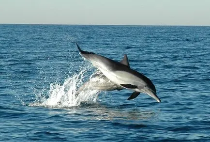 tipuri de delfini