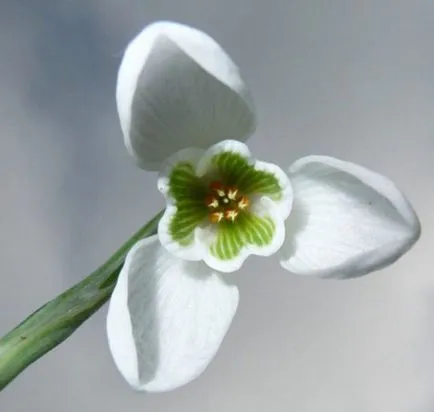 Tipuri de ghiocei foto și descriere (specii) Tipuri de fotografii și descriere ghiocei