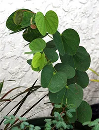 Cultivarea din semințe Bauhinia