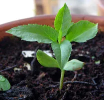 Cultivarea semințelor de măr (semințe) Cultivarea meri din semințe