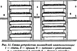 Subsol stridie tehnologia de cultivare și caracteristici (caracteristici) Cultivarea ciupercilor stridie în subsolul tehnologiei și a caracteristicilor
