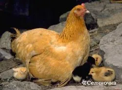 pui Concluzie sub bonele - selyanochka - portal pentru agricultori, agricultură, creșterea animalelor, (prezentat) pui Concluzie sub bonele - selyanochka - portal pentru agricultori, agricultură, creșterea animalelor,