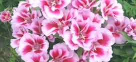 cultivarea Salpiglossisa semințelor și superbissima plantare (foto și video material) (în creștere) cultivarea Salpiglossisa semințelor și superbissima plantare (foto și video)