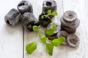 Cultivarea petunii din semințe în intervalul de origine de semințe și de plantare, îngrijire este în general util