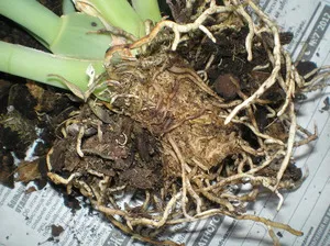 Cultivarea orhidee la domiciliu ca sta mai bine în jos, metodele și fotografii de bază (orhidee) Cultivarea orhidee la domiciliu ca sta mai bine în jos, metodele de bază și fotografii