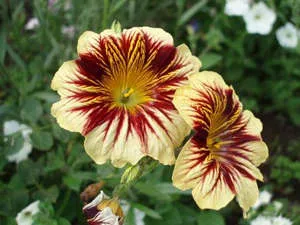 cultivarea Salpiglossisa semințelor și superbissima plantare (foto și video material) (superbissima) cultivarea Salpiglossisa semințelor și superbissima plantare (foto și video)