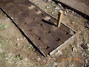 cultivarea Salpiglossisa a semințelor și a superbissima de plantare (foto și video materiale) (salpiglossis când să planteze semințe în creștere fotografii superbissima Velvet Dolly Ali Baba, video) cultivarea Salpiglossisa semințelor și superbissima plantare (foto și video)