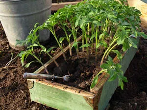 cultivarea Salpiglossisa semințelor și superbissima plantare (foto și video material) (semințe) cultivarea Salpiglossisa semințelor și superbissima plantare (foto și video)
