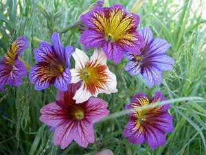 cultivarea Salpiglossisa a semințelor și a superbissima de plantare (foto și video materiale) (salpiglossis când să planteze semințe în creștere fotografii superbissima Velvet Dolly Ali Baba, video) cultivarea Salpiglossisa semințelor și superbissima plantare (foto și video)