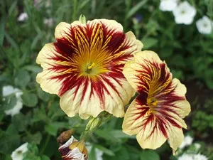 Cultivarea speciilor de plante de semințe salpiglossisa, plantarea și îngrijirea de fotografii de flori