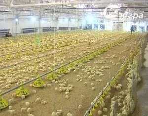 Cultivarea secrete broiler de afaceri profitabile