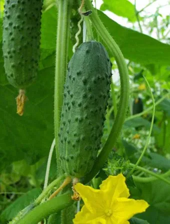 Cultivarea castraveți în teren deschis (sol) Cultivarea castraveți în teren deschis