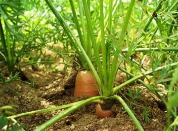 Cultivarea morcovi în țară (cultura morcov) Cultivarea morcovi în țară