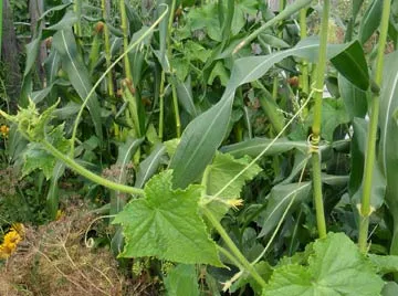 Cultivarea castraveți în teren deschis (castraveți) Cultivarea castraveți în teren deschis