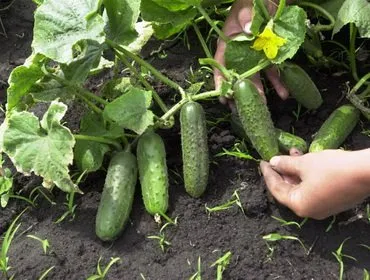 Cultivarea răsaduri de castraveți în seră și video de acasă, plantarea și îngrijirea răsadurilor (acasă) Cultivarea răsaduri de castraveți în seră și video privat, plantarea și îngrijirea răsaduri