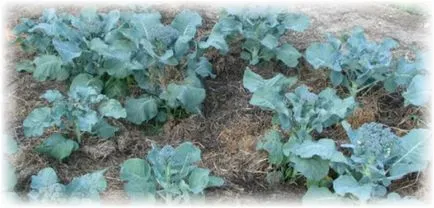 Cultivarea broccoli în câmp deschis și seră (deschis) Cultivarea broccoli în câmp deschis și seră