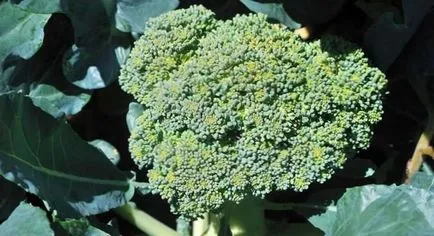 Cultivarea broccoli, grădină cresc!