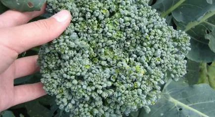 Cultivarea broccoli, grădină cresc!