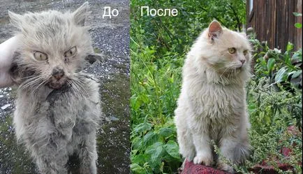 Ai găsi pe pisica fără adăpost stradă (pisoi) Ai găsi pe stradă fără adăpost pisoi