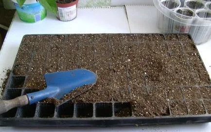 Cultivarea răsaduri de castraveți în seră și video de acasă, plantarea și îngrijirea răsadurilor (în creștere) Cultivarea răsaduri de castraveți în seră și video privat, plantarea și îngrijirea răsaduri