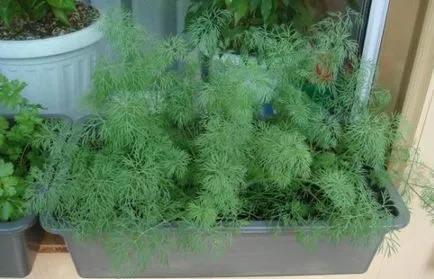 Cultivarea mărar fenicul plantare corectă, tehnologia de cultivare (cultivare) mărar Cultivarea Dill plantare corectă, tehnologia de cultivare