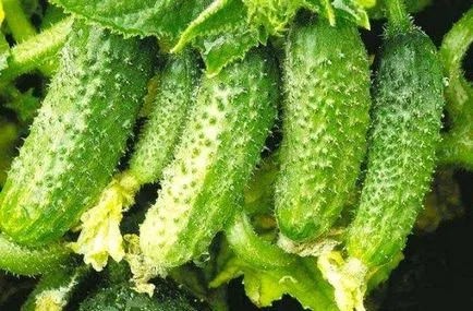 Cultivarea de castraveți în câmp deschis 1 (deschis) Cultivarea castraveți în teren deschis 1