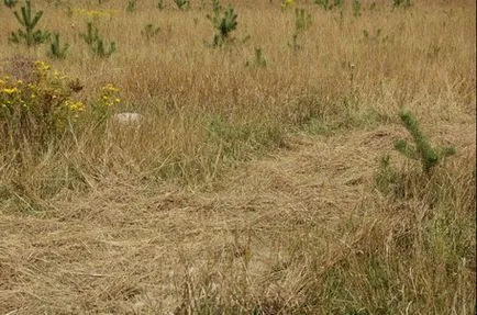 Cultivarea cartofilor sub tehnologie de plantare fân sau paie și alte caracteristici