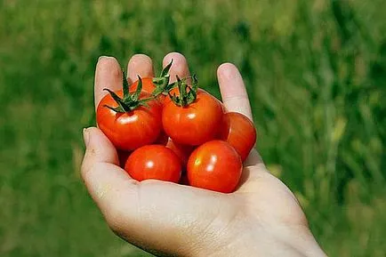 rosii cherry cresc în țară, de videoclip
