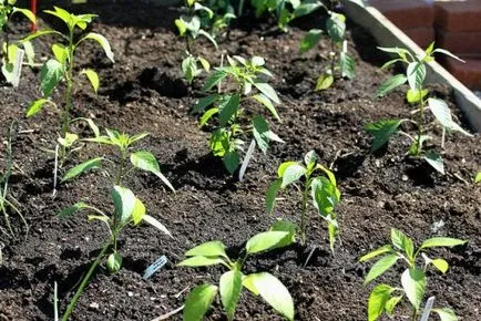 ardei în creștere de întreținere, de plantare