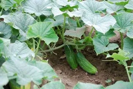 Cultivarea castraveți în pregătirea solului de iarnă, tehnologie, soiuri, de plantare și îngrijire (tehnologie) Cultivarea castraveți în pregătirea solului de iarnă, tehnologie, soiuri, de plantare și îngrijire
