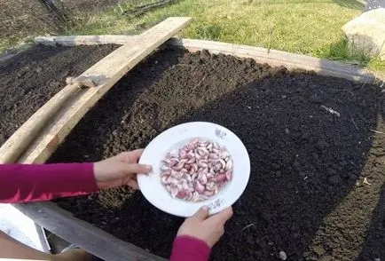 Cultivarea de usturoi în aer liber de primăvară, grădinar