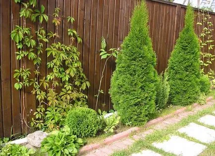 Se usucă și se îngălbenit Thuja