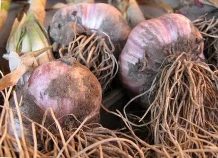 Cultivarea de usturoi în aer liber de primăvară, grădinar