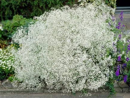 respirație specii perene Cultivarea copilului, de plantare și de îngrijire, de fotografie culorile (respirația copilului) respirație specii perene Cultivarea copilului, de plantare și îngrijire, foto color